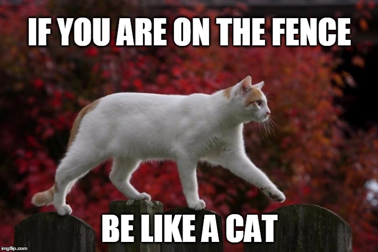 Fence Cat | IF YOU ARE ON THE FENCE; BE LIKE A CAT | image tagged in cat,fence,fence cat,not dog,allan,joelthief | made w/ Imgflip meme maker