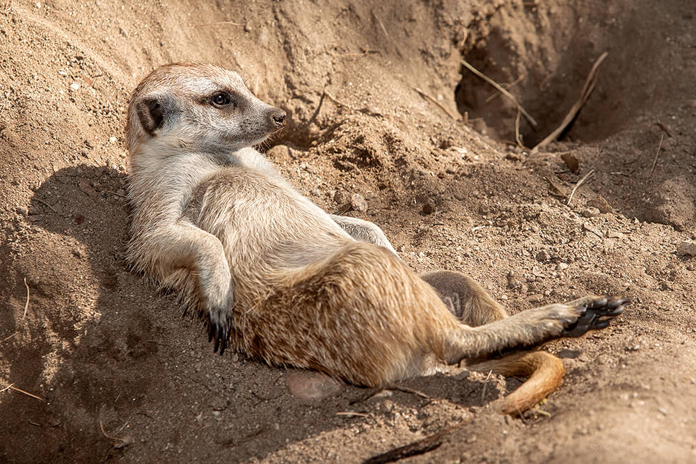 Reclining Meerkat Blank Meme Template