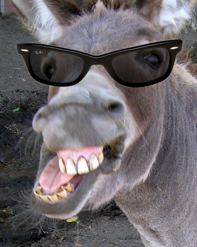 Deal with it Donkey  Blank Meme Template