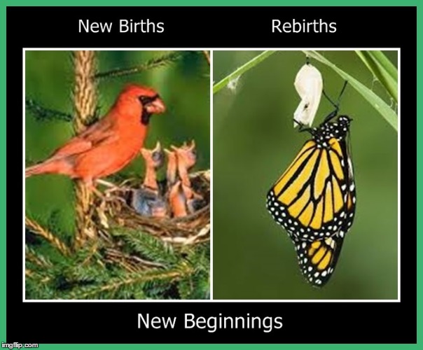 New Beginnings for Spring | image tagged in spring,new births,rebirths,new beginnings | made w/ Imgflip meme maker