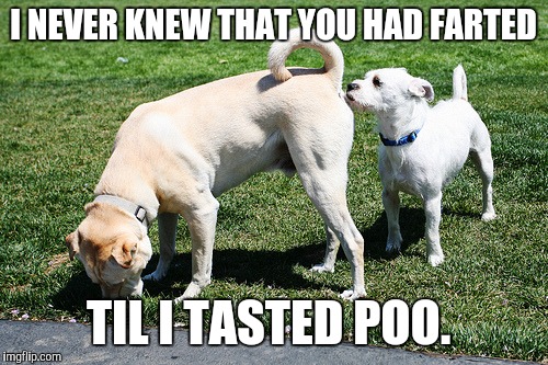 I NEVER KNEW THAT YOU HAD FARTED; TIL I TASTED POO. | image tagged in dog | made w/ Imgflip meme maker