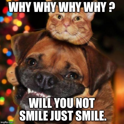 dogs an cats | WHY WHY WHY WHY ? WILL YOU NOT SMILE JUST SMILE. | image tagged in dogs an cats | made w/ Imgflip meme maker