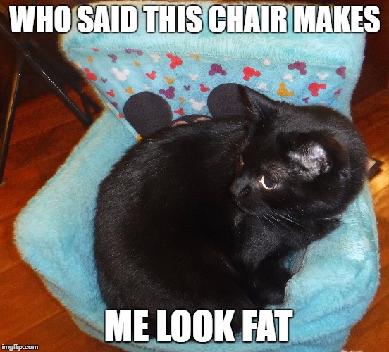 Fat cat in chair | WHO SAID THIS CHAIR MAKES; ME LOOK FAT | image tagged in cat memes,fat cat meme,funny cat memes | made w/ Imgflip meme maker