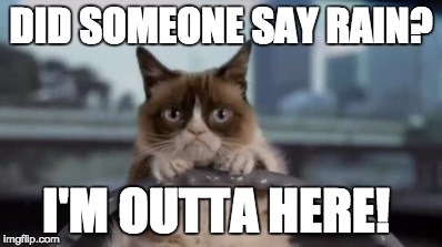 Grumpy cat driving | DID SOMEONE SAY RAIN? I'M OUTTA HERE! | image tagged in grumpy cat driving | made w/ Imgflip meme maker