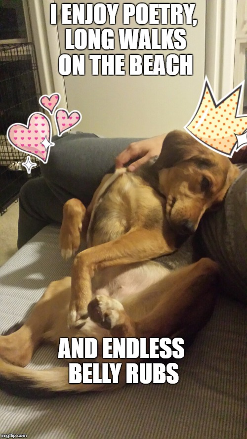 Ella | I ENJOY POETRY, LONG WALKS ON THE BEACH; AND ENDLESS BELLY RUBS | image tagged in funny dogs,posing | made w/ Imgflip meme maker