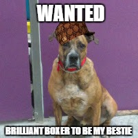 Ripley's looking for home. | WANTED; BRILLIANT BOXER TO BE MY BESTIE | image tagged in funny dogs | made w/ Imgflip meme maker