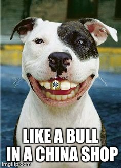 PIt Bull Smile | LIKE A BULL IN A CHINA SHOP | image tagged in pit bull smile | made w/ Imgflip meme maker