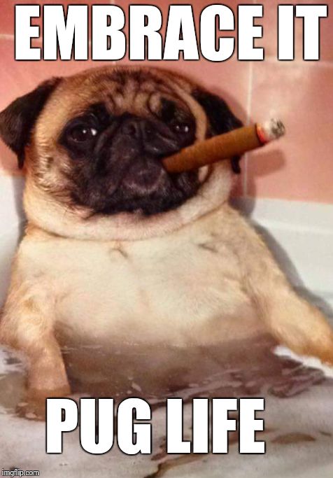 Pug Life | EMBRACE IT; PUG LIFE | image tagged in pug life | made w/ Imgflip meme maker