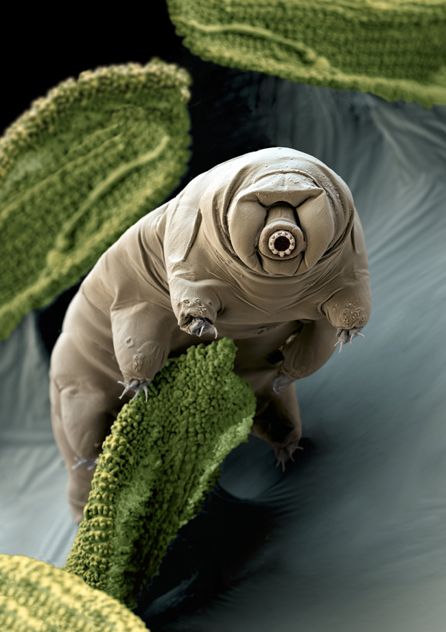 Tardigrades Blank Meme Template