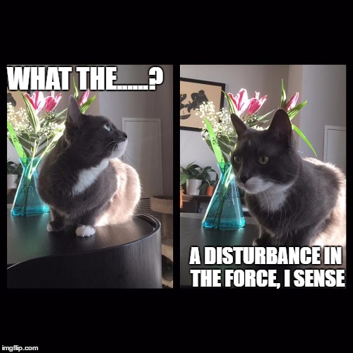 Yoda Cat | WHAT THE......? A DISTURBANCE IN THE FORCE, I SENSE | image tagged in yoda | made w/ Imgflip meme maker