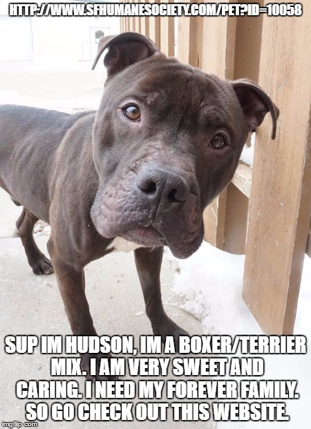 HTTP://WWW.SFHUMANESOCIETY.COM/PET?ID=10058; SUP IM HUDSON, IM A BOXER/TERRIER MIX. I AM VERY SWEET AND CARING. I NEED MY FOREVER FAMILY. SO GO CHECK OUT THIS WEBSITE. | image tagged in hudson | made w/ Imgflip meme maker