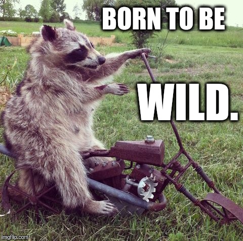 Wild Raccoon  | BORN TO BE; WILD. | image tagged in wild raccoon | made w/ Imgflip meme maker