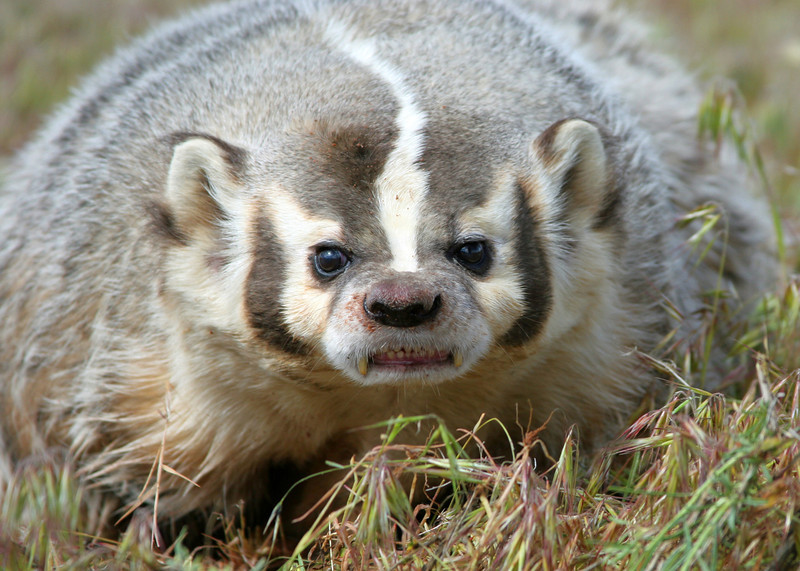 badger Blank Meme Template