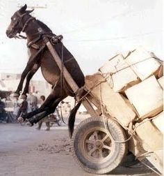 Overloaded donkey | image tagged in overloaded donkey | made w/ Imgflip meme maker