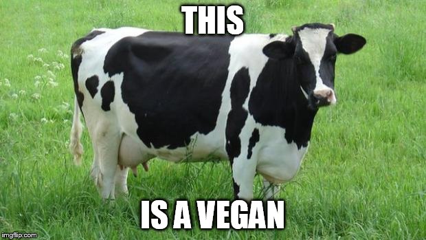 cow | THIS; IS A VEGAN | image tagged in cow | made w/ Imgflip meme maker