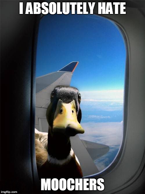 But they keep crossing my path |  I ABSOLUTELY HATE; MOOCHERS | image tagged in memes,duck,airplane duck | made w/ Imgflip meme maker