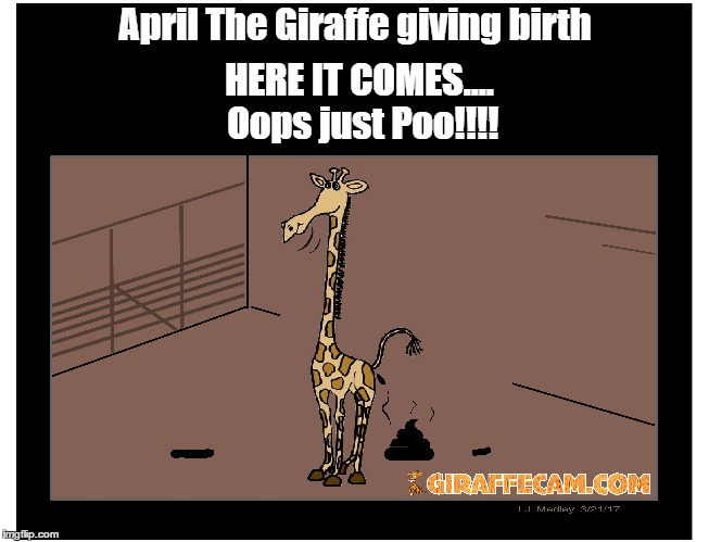 HERE IT COMES.... Oops just Poo!!!! April The Giraffe giving birth | image tagged in aprilthegiraffe | made w/ Imgflip meme maker