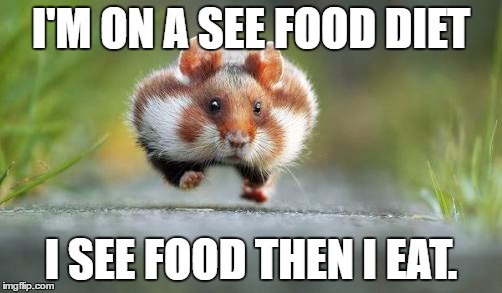 Hamster | I'M ON A SEE FOOD DIET; I SEE FOOD THEN I EAT. | image tagged in hamster | made w/ Imgflip meme maker