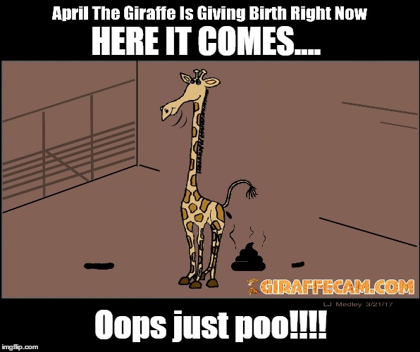 april the giraffe | HERE IT COMES.... Oops just poo!!!! | image tagged in april the giraffe | made w/ Imgflip meme maker