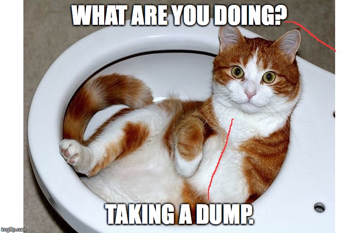 Funny Cat | WHAT ARE YOU DOING? TAKING A DUMP. | image tagged in funny cat | made w/ Imgflip meme maker