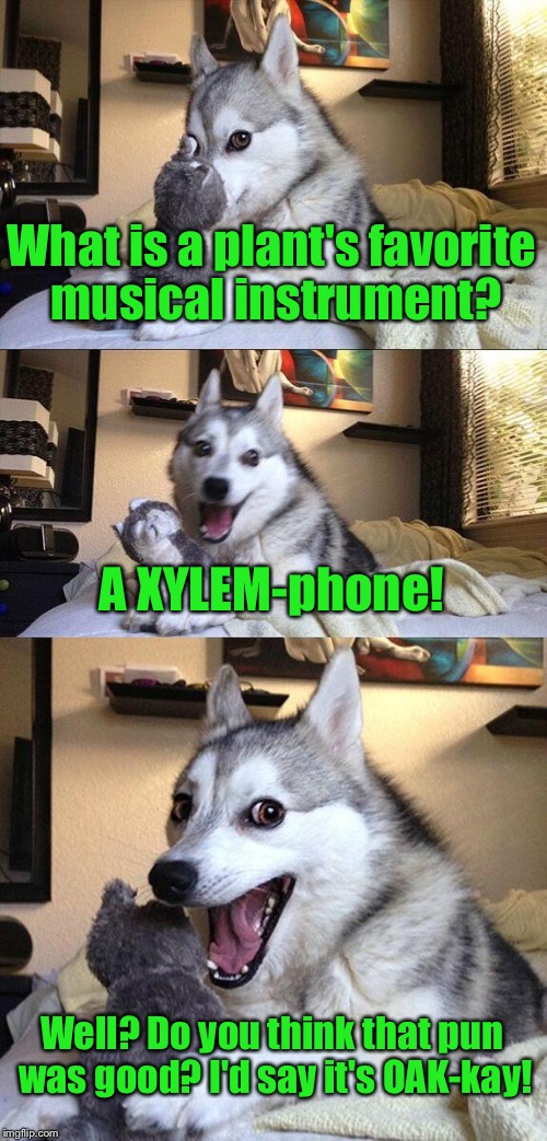Bad Pun Dog | What is a plant's favorite musical instrument? A XYLEM-phone! Well? Do you think that pun was good? I'd say it's OAK-kay! | image tagged in memes,bad pun dog | made w/ Imgflip meme maker