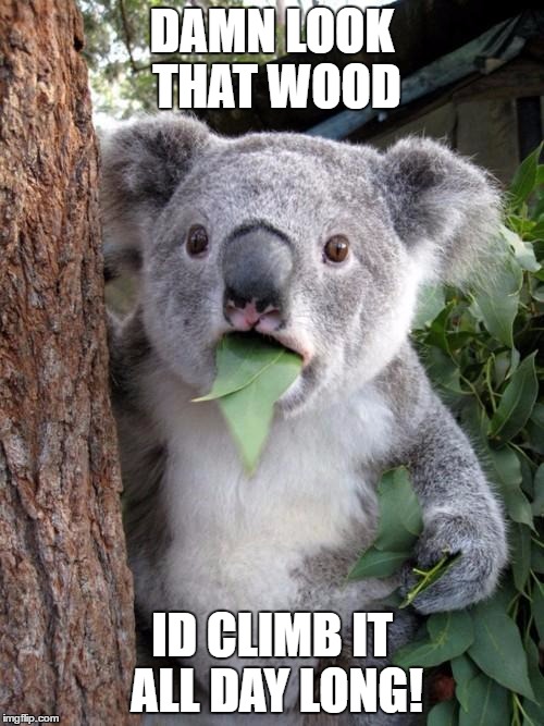 Surprised Koala Meme | DAMN LOOK THAT WOOD; ID CLIMB IT ALL DAY LONG! | image tagged in memes,surprised koala | made w/ Imgflip meme maker
