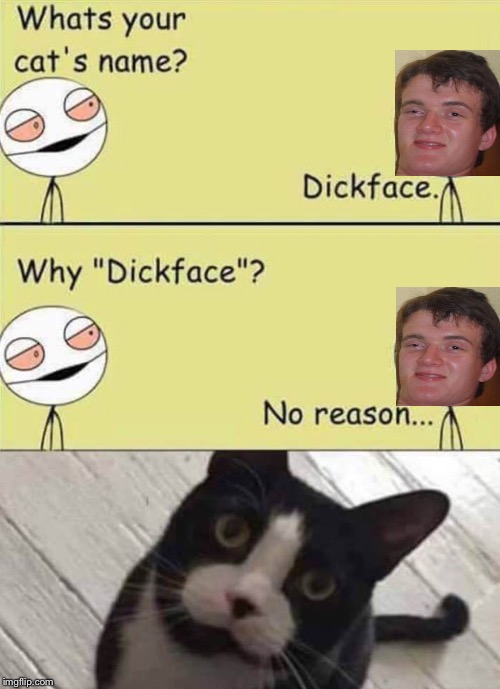 Dick Face Kitty | image tagged in cats | made w/ Imgflip meme maker