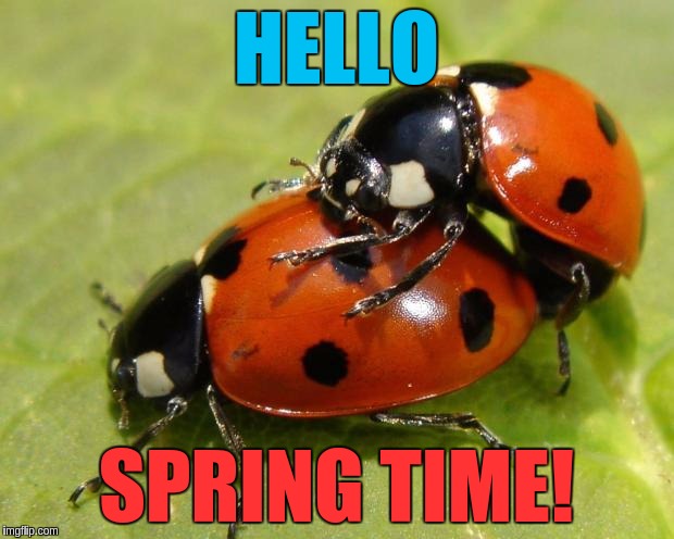 Love Bug | HELLO; SPRING TIME! | image tagged in love bug | made w/ Imgflip meme maker