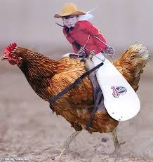 So many gifs of girls in yoga pants. Refresh yourself. Here's a monkey cowboy riding a chicken. | image tagged in memes | made w/ Imgflip meme maker