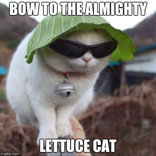 All of you! | BOW TO THE ALMIGHTY; LETTUCE CAT | image tagged in lettuce,cat | made w/ Imgflip meme maker