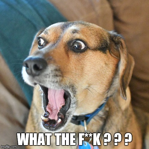 WHAT THE F**K ? ? ? | image tagged in shocked dog | made w/ Imgflip meme maker