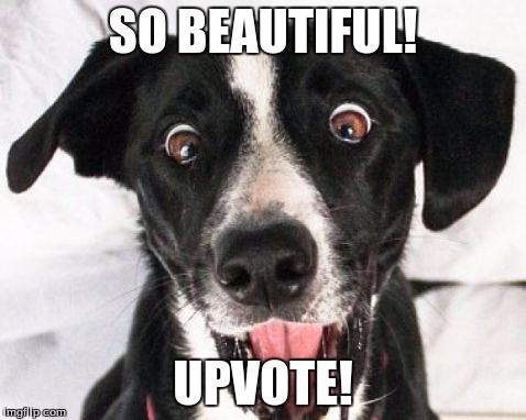 When you see a hilarious meme | SO BEAUTIFUL! UPVOTE! | image tagged in surprised dog,upvote,dogs | made w/ Imgflip meme maker