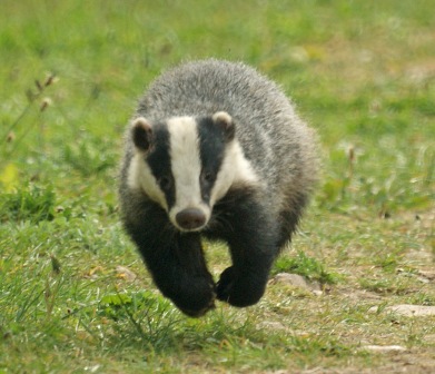 badger Blank Meme Template