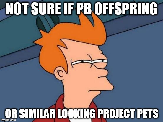 Futurama Fry Meme | NOT SURE IF PB OFFSPRING; OR SIMILAR LOOKING PROJECT PETS | image tagged in memes,futurama fry | made w/ Imgflip meme maker