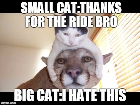 big cat lil cat | SMALL CAT:THANKS FOR THE RIDE BRO; BIG CAT:I HATE THIS | image tagged in big cat no likey | made w/ Imgflip meme maker