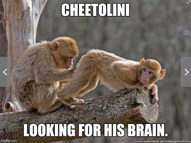 Monkeys | CHEETOLINI; LOOKING FOR HIS BRAIN. | image tagged in monkeys | made w/ Imgflip meme maker