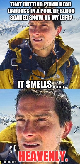 Bear's all Bears. | THAT ROTTING POLAR BEAR CARCASS IN A POOL OF BLOOD SOAKED SNOW ON MY LEFT? IT SMELLS . . . . HEAVENLY. | image tagged in bear grylls | made w/ Imgflip meme maker
