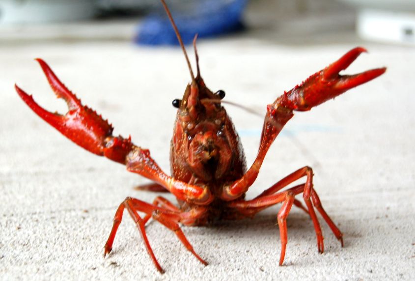 High Quality crawfish Blank Meme Template