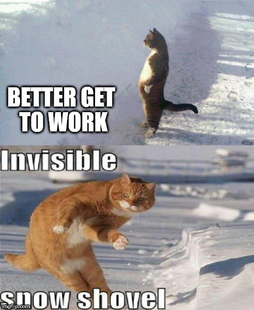 The life of a Cat | BETTER GET TO WORK | image tagged in cats,snow,shovel,animals | made w/ Imgflip meme maker