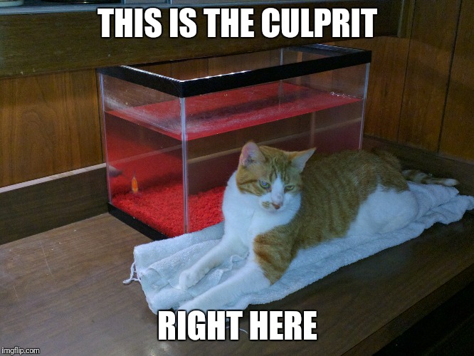 THIS IS THE CULPRIT RIGHT HERE | made w/ Imgflip meme maker