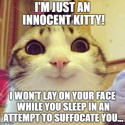 Good kitty... | I'M JUST AN INNOCENT KITTY! I WON'T LAY ON YOUR FACE WHILE YOU SLEEP IN AN ATTEMPT TO SUFFOCATE YOU... | image tagged in memes,funny,funny animals,cats,smiling cat | made w/ Imgflip meme maker