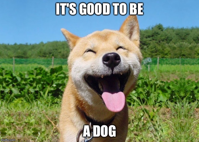 IT'S GOOD TO BE A DOG | image tagged in smiling shiba | made w/ Imgflip meme maker