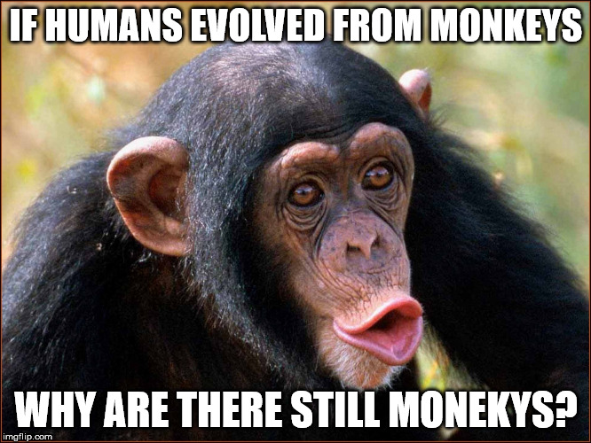 I've always wondered?  | IF HUMANS EVOLVED FROM MONKEYS; WHY ARE THERE STILL MONEKYS? | image tagged in god,creationism,atheism,lmao | made w/ Imgflip meme maker