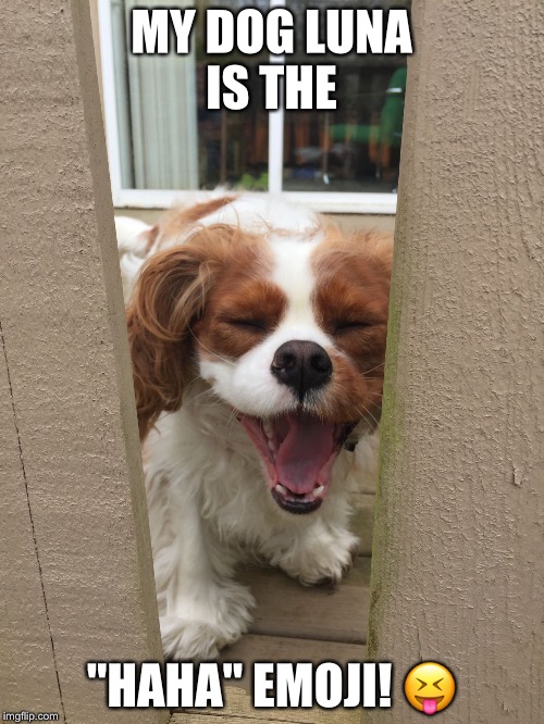 MY DOG LUNA IS THE; "HAHA" EMOJI! 😝 | image tagged in cathy leduc | made w/ Imgflip meme maker