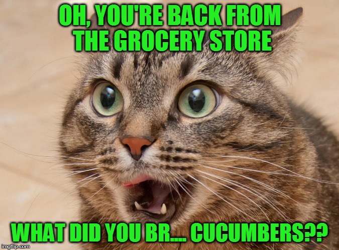 Wet food, wet food, wet food... | OH, YOU'RE BACK FROM THE GROCERY STORE; WHAT DID YOU BR.... CUCUMBERS?? | image tagged in memes,cats | made w/ Imgflip meme maker