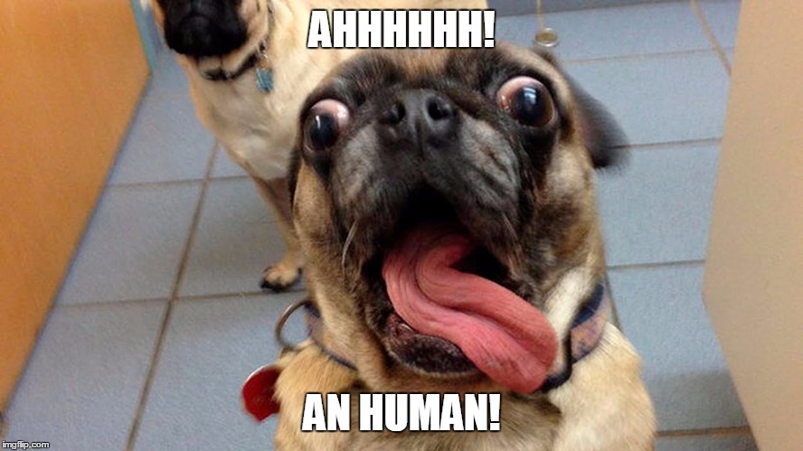 AHHHHHH! AN HUMAN! | image tagged in scawy | made w/ Imgflip meme maker