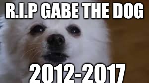 Gabe the dog | R.I.P GABE THE DOG; 2012-2017 | image tagged in gabe the dog | made w/ Imgflip meme maker