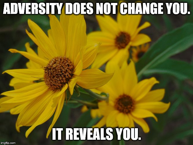 ADVERSITY DOES NOT CHANGE YOU. IT REVEALS YOU. | image tagged in sunflower | made w/ Imgflip meme maker