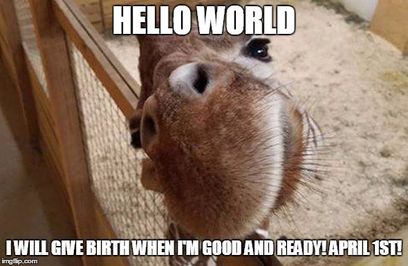 April's chose of Birth Date | HELLO WORLD; I WILL GIVE BIRTH WHEN I'M GOOD AND READY! APRIL 1ST! | image tagged in giraffe,birth | made w/ Imgflip meme maker