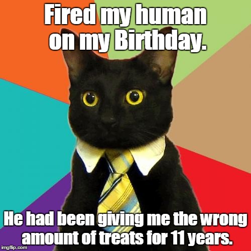 Business Cat | Fired my human on my Birthday. He had been giving me the wrong amount of treats for 11 years. | image tagged in memes,business cat | made w/ Imgflip meme maker